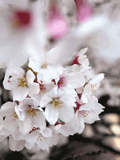 �s�N�`���[�ǂݍ��݂��Ă�