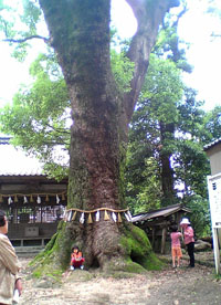 神明社の大樟